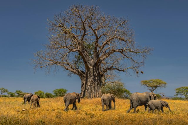 Zimbabwe's Controversial Elephant Cull Sparks Debate.